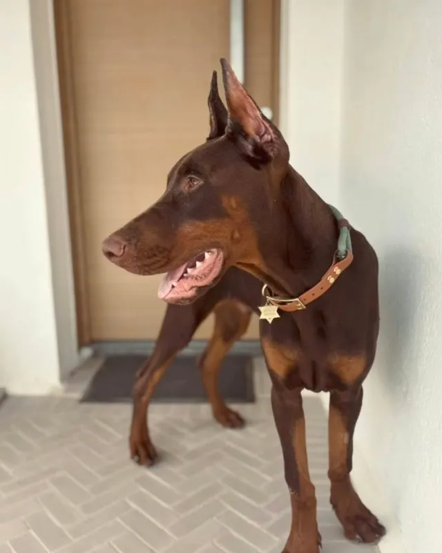 Braon doberman iz Hudi House u novom domu