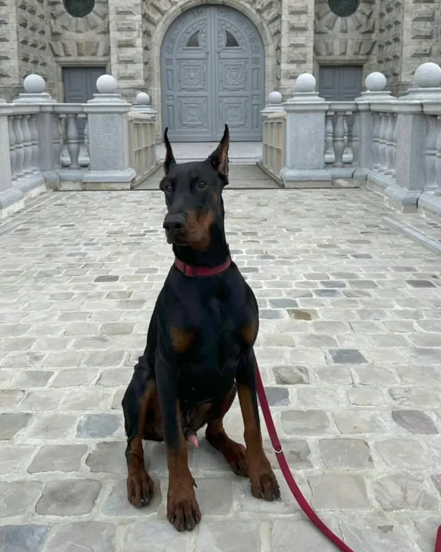 Doberman iz Hudi House ispred stare katedrale
